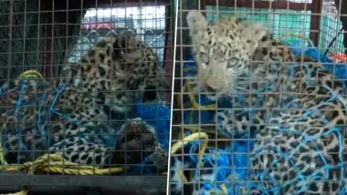 Leopard Rescued in Jammu and Kashmir: Wildlife Department Rescues Big Cat From Village in Udhampur District (Watch Video)